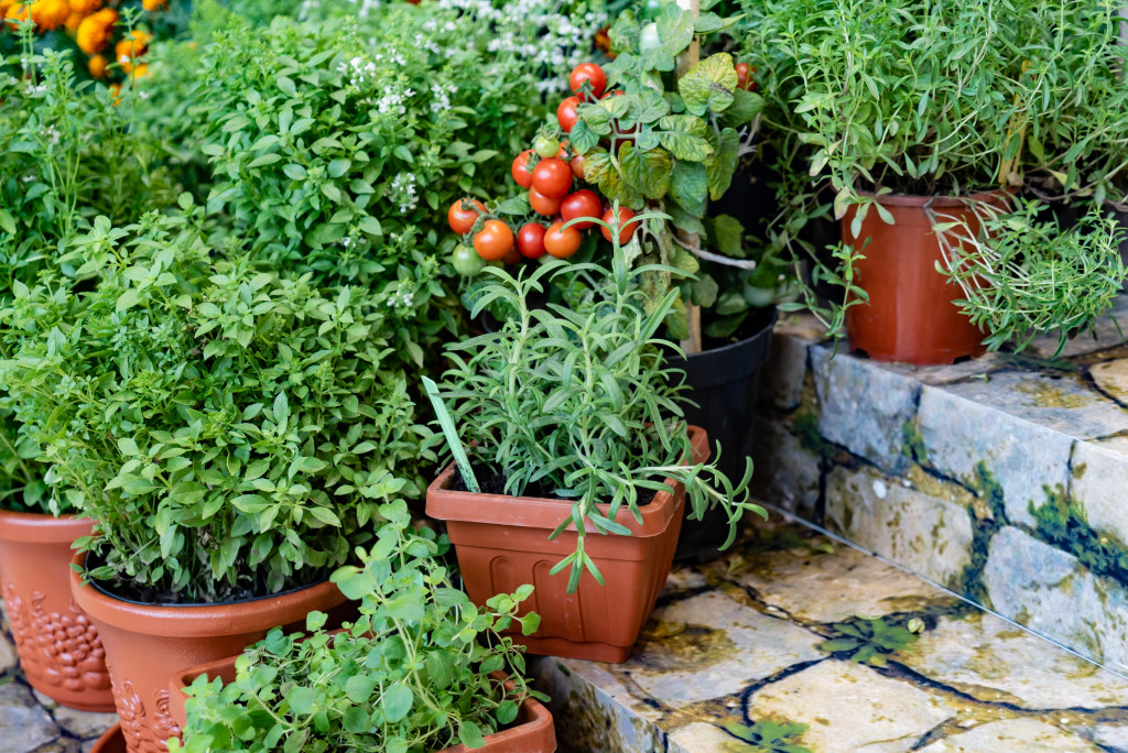 A collection of pots containing herbs and fruits such as cherry tomatoes, basil, and rosemary